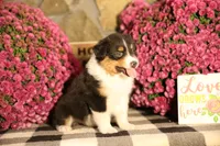 Luna's Black Tri Boy #1, a male Australian Shepherd for sale in Westfield, MA – 6 of 6