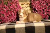 Luna's Red Tri Girl #1, a female Australian Shepherd for sale in Westfield, MA – 4 of 10