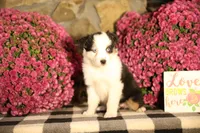 Misty's tri girl #2, a female Australian Shepherd for sale in Westfield, MA – 8 of 10