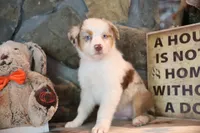 Patti's Red Merle Girl #3, a female Australian Shepherd for sale in Westfield, MA – 8 of 8