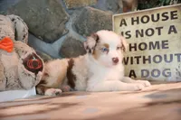 Patti's Red Merle Girl #3, a female Australian Shepherd for sale in Westfield, MA – 6 of 8