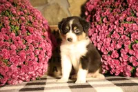 Luna's black tri girl #1, a female Australian Shepherd for sale in Westfield, MA – 5 of 7