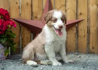 Vegas's Red Tri Girl, a female Australian Shepherd for sale in Westfield, MA – 4 of 5