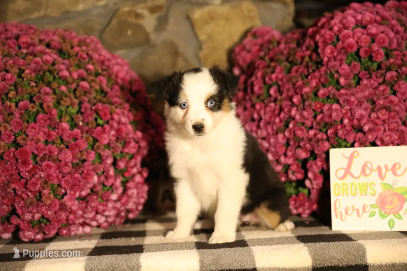 Misty's tri girl #2 – Australian Shepherd puppy for sale in Westfield, MA