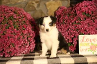 Misty's tri girl #2, a female Australian Shepherd for sale in Westfield, MA – 1 of 10