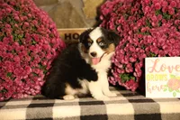 Misty's tri girl #1, a female Australian Shepherd for sale in Westfield, MA – 10 of 10