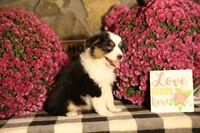Misty's tri girl #1, a female Australian Shepherd for sale in Westfield, MA – 9 of 10