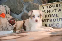 Patti's Red Merle Girl #3, a female Australian Shepherd for sale in Westfield, MA – 1 of 8