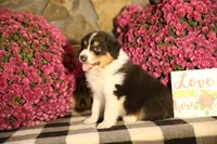 Luna's Black Tri Boy #2, a male Australian Shepherd for sale in Westfield, MA – 5 of 10