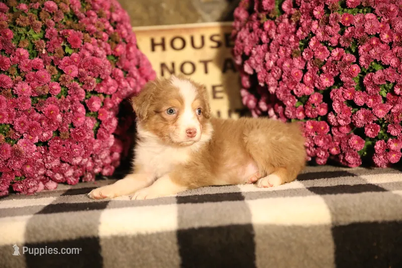 Luna's Red Tri Girl #1 – Australian Shepherd puppy for sale in Westfield, MA