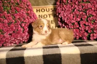 Luna's Red Tri Girl #1, a female Australian Shepherd for sale in Westfield, MA – 1 of 10
