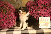 Luna's Black Tri Boy #2, a male Australian Shepherd for sale in Westfield, MA – 1 of 10