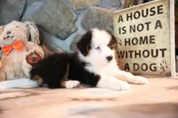Patti's Black Tri Boy, a male Australian Shepherd for sale in Westfield, MA – 3 of 10