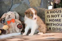 Patti's Red Merle Girl #1, a female Australian Shepherd for sale in Westfield, MA – 6 of 7