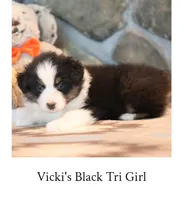 Vicki's black tri girl , a female Australian Shepherd for sale in Westfield, MA – 3 of 3