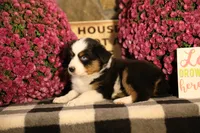 Misty's tri girl #1, a female Australian Shepherd for sale in Westfield, MA – 7 of 10