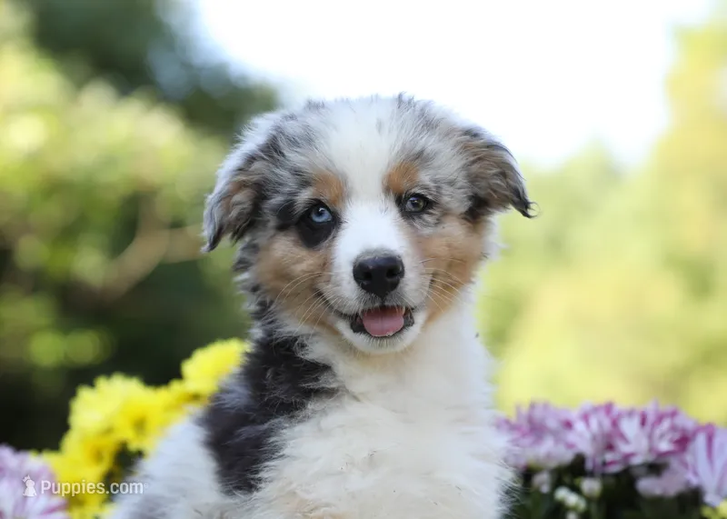 Porche's blue merle boy  – Australian Shepherd puppy for sale in Westfield, MA
