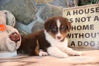 Patti's Red Tri Boy, a male Australian Shepherd for sale in Westfield, MA – 4 of 7