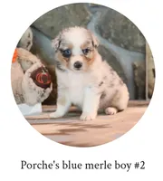 Porche's blue merle boy , a male Australian Shepherd for sale in Westfield, MA – 3 of 5
