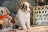 Patti's Red Merle Girl #2, a female Australian Shepherd for sale in Westfield, MA – 4 of 8