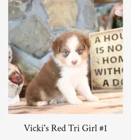 Vicki's red tri girl #1 , a female Australian Shepherd for sale in Westfield, MA – 2 of 3