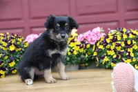 Char-Lynne's Black Tri Boy, a male Miniature Australian Shepherd for sale in Westfield, MA – 4 of 10