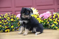 Char-Lynne's Black Tri Boy, a male Miniature Australian Shepherd for sale in Westfield, MA – 6 of 10