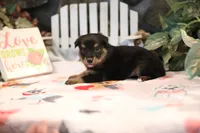 Char-Lynne's Black Tri Boy, a male Miniature Australian Shepherd for sale in Westfield, MA – Photo 5 of 8