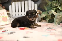 Char-Lynne's Black Tri Boy, a male Miniature Australian Shepherd for sale in Westfield, MA – Photo 4 of 8