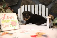 Char-Lynne's Black Tri Boy, a male Miniature Australian Shepherd for sale in Westfield, MA – Photo 2 of 8