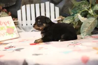 Char-Lynne's Black Tri Boy, a male Miniature Australian Shepherd for sale in Westfield, MA – Photo 7 of 8