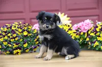 Char-Lynne's Black Tri Boy, a male Miniature Australian Shepherd for sale in Westfield, MA – 3 of 10