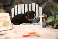 Char-Lynne's Black Tri Boy, a male Miniature Australian Shepherd for sale in Westfield, MA – Photo 3 of 8