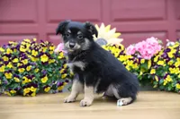 Char-Lynne's Black Tri Boy, a male Miniature Australian Shepherd for sale in Westfield, MA – 2 of 10