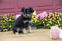 Char-Lynne's Black Tri Boy, a male Miniature Australian Shepherd for sale in Westfield, MA – 5 of 10