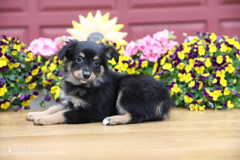Char-Lynne's Black Tri Boy – Miniature Australian Shepherd puppy for sale in Westfield, MA