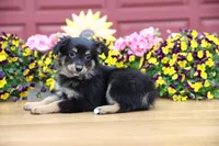 Char-Lynne's Black Tri Boy, a male Miniature Australian Shepherd for sale in Westfield, MA – 1 of 10