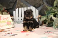 Char-Lynne's Black Tri Boy, a male Miniature Australian Shepherd for sale in Westfield, MA – Photo 6 of 8