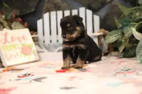 Char-Lynne's Black Tri Boy, a male Miniature Australian Shepherd for sale in Westfield, MA – Photo 8 of 8