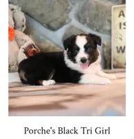Porche's black tri girl , a female Australian Shepherd for sale in Westfield, MA – 2 of 3