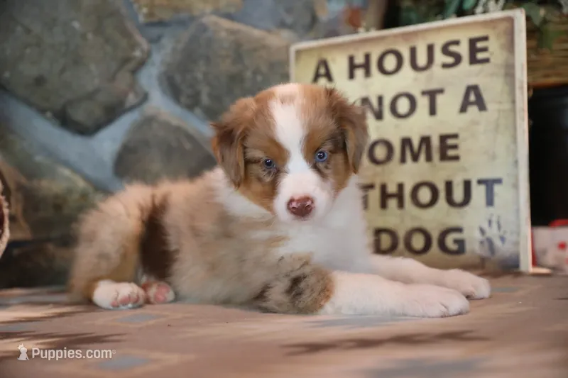 Patti's Red Merle Girl #1 – Australian Shepherd puppy for sale in Westfield, MA