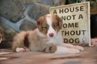 Patti's Red Merle Girl #1, a female Australian Shepherd for sale in Westfield, MA – 1 of 7