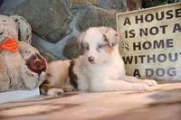 Patti's Red Merle Girl #3, a female Australian Shepherd for sale in Westfield, MA – 7 of 8