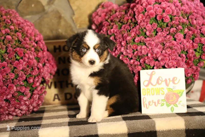 Misty's tri girl #1 – Australian Shepherd puppy for sale in Westfield, MA