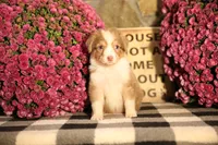 Luna's Red Tri Girl #1, a female Australian Shepherd for sale in Westfield, MA – 7 of 10