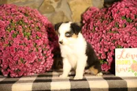 Misty's tri girl #2, a female Australian Shepherd for sale in Westfield, MA – 4 of 10