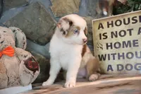 Patti's Red Merle Girl #3, a female Australian Shepherd for sale in Westfield, MA – 2 of 8