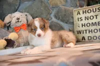 Patti's Red Merle Girl #1, a female Australian Shepherd for sale in Westfield, MA – 3 of 7