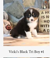 Vicki's black tri boy #1 , a male Australian Shepherd for sale in Westfield, MA – 2 of 3