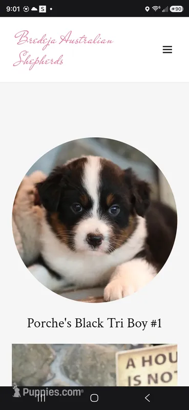 Porche's black tri boy #1 – Australian Shepherd puppy for sale in Westfield, MA